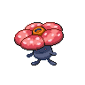 霸王花